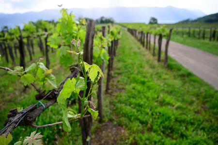 Vine branch with blossoms ine early spring in vineyardの写真素材