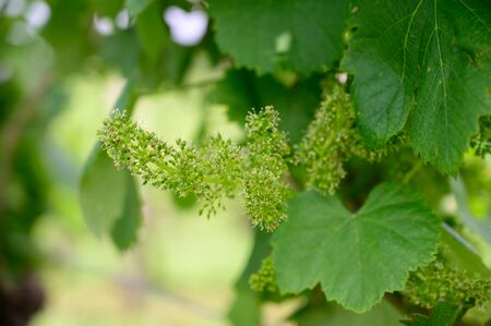 Vine blossom in vineyard in early spring .の写真素材