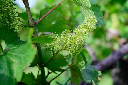 Vine blossom in vineyard in early spring .の写真素材