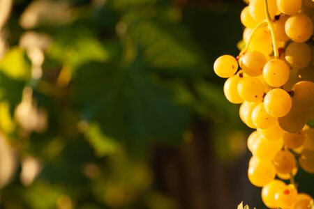 ripe white grape n vineyard in autumn just before harvestの写真素材