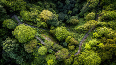 A breathtaking aerial view of a vibrant green forest showcasing winding paths through dense foliage. The lush landscape invites exploration and tranquility.の素材