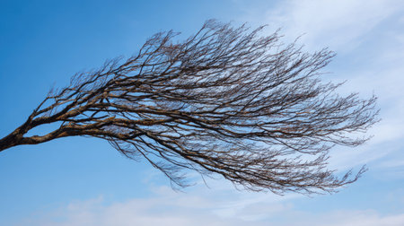 Explore the striking image of a wind-bent tree, showcasing the beauty and resilience of nature against a bright blue sky and soft clouds.の素材
