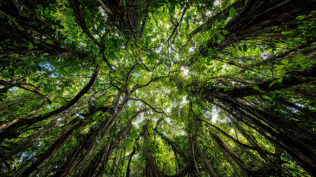 Experience the beauty of nature with this lush green canopy shot, capturing sunlight filtering through diverse foliage in a tropical rainforest setting.の素材