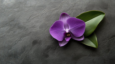 A stunning purple orchid flower paired with lush green leaves rests elegantly on a dark slate background, perfect for themes of beauty, nature, and relaxation in design projects.の素材