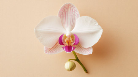 A stunning close-up image of a white orchid with pink accents, perfect for showcasing nature's elegance and beauty in design, art, and decor projects.の素材