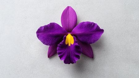 A captivating purple orchid featuring a bright yellow center against a sleek gray background. Ideal for showcasing beauty in floral design and nature photography.の素材