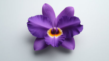 Stunning close-up of a vibrant purple orchid flower, showcasing its delicate petals and unique textures, ideal for soothing nature-inspired designs and artistic projects.の素材