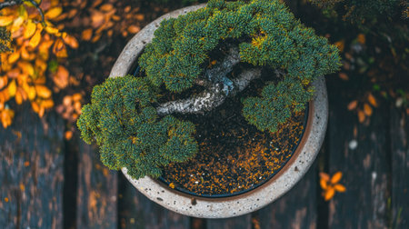 An overhead view of a serene bonsai tree in a clay pot, surrounded by vibrant autumn leaves on a wooden surface, capturing nature's beauty and tranquility.の素材