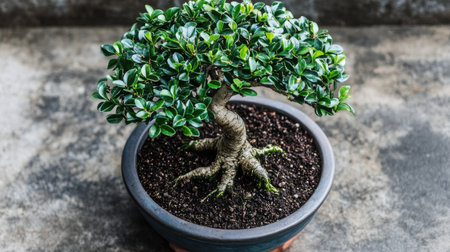 This image features a small bonsai tree with vibrant green leaves, nestled in a decorative pot. Ideal for showcasing tranquility and nature.の素材
