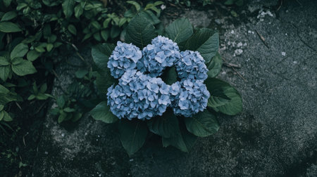 A stunning close-up of blue hydrangeas nestled in green leaves, showcasing natural beauty and vibrant colors perfect for garden and nature themes.の素材