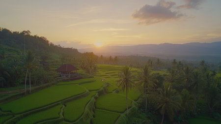 Majestic rice fields embrace the gentle sunset, creating a serene and vibrant landscape. Perfect for showcasing natural beauty and rural tranquility.の素材