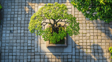 A serene bonsai tree sits in a decorative pot on a stone patio. Captured from above, the lush green leaves cast gentle shadows, evoking tranquility.の素材