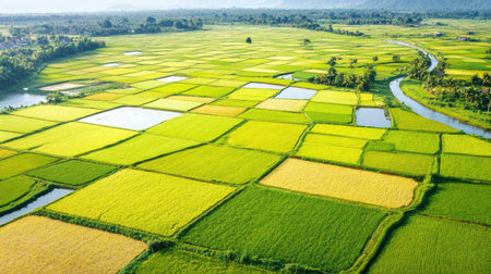 This aerial image showcases vibrant rice fields interspersed with waterways, illustrating the beauty of agricultural land and its lush green hues.の素材