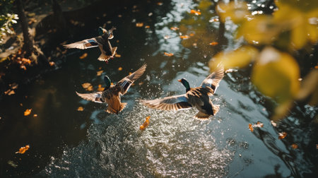 A serene scene of ducks taking flight over a calm pond, surrounded by autumn leaves and warm sunlight. Perfect for nature and wildlife themes.の素材