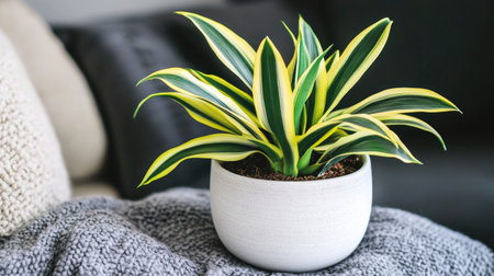 A beautiful indoor plant with striped green leaves in a minimalist white pot, set on a cozy knit blanket, perfect for enhancing modern living spaces and bringing nature indoors.の素材