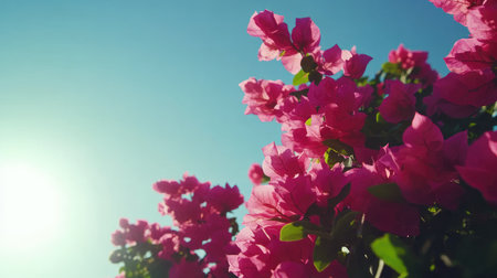 Experience the beauty of vibrant bougainvillea flowers basking in sunlight against a clear blue sky, creating a stunning natural scene full of life.の素材