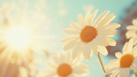A beautiful closeup of sunlit daisies against a soft-focused background, capturing the essence of spring. The warm sunlight enhances the vibrant petals, creating a serene atmosphere.の素材