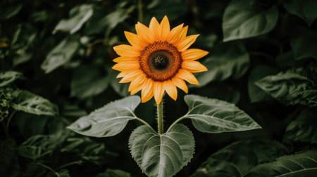 A stunning sunflower with bright yellow petals stands tall among lush green leaves, showcasing its vibrant beauty in a natural setting. Perfect for nature themes.の素材