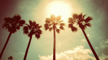 Vibrant silhouette of palm trees against a bright sunlit sky. The composition captures a dreamy atmosphere perfect for summer vibes and tropical relaxation.の素材