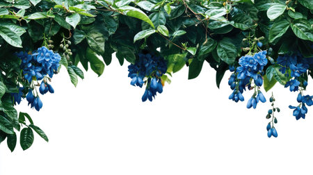 A stunning display of vibrant blue flowers cascading from rich green leaves, creating a beautiful contrast against a bright white background. Perfect for nature themes.の素材
