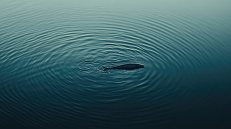 A peaceful scene featuring a fish swimming in calm water, creating gentle ripples on the surface. This image captures the beauty of nature and underwater wildlife.の素材
