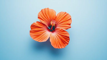 A stunning orange hibiscus flower captured against a soft blue background, showcasing vibrant petals, delicate details, and natural beauty perfect for any floral-themed project.の素材