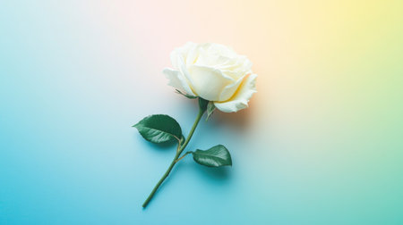 A stunning white rose rests gracefully on a soft gradient background, embodying elegance and beauty. Ideal for designs focused on nature or romance.の素材