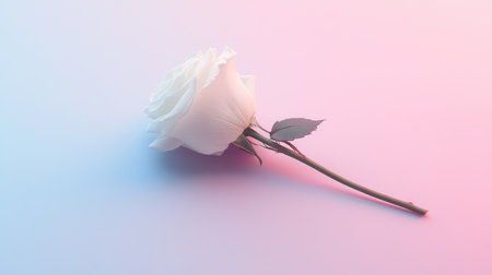 A stunning white rose lays gracefully on a pastel background, showcasing its timeless beauty. The soft gradient light enhances its delicate petals, creating a serene atmosphere.の素材