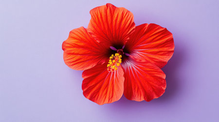 A stunning red hibiscus flower with intricate details set against a soft purple background, showcasing natural beauty and vibrant colors ideal for various design projects.の素材