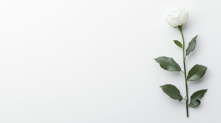 A beautifully arranged white rose lying on a simple background, ideal for conveying elegance and purity. This image captures the essence of minimalism and natural beauty.の素材