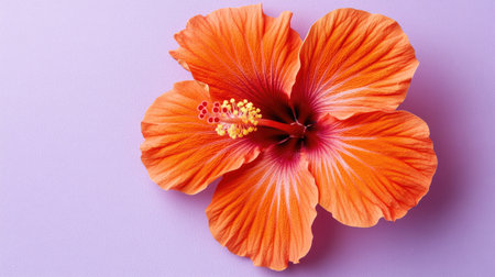 This beautiful orange hibiscus flower features intricate petals and a vivid color against a soft purple background, perfect for design and nature-themed projects.の素材