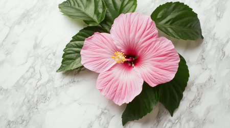 A stunning pink hibiscus flower featuring delicate petals and vibrant green leaves rests on a smooth marble surface, symbolizing beauty and tranquility.の素材