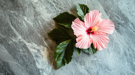 A stunning pink hibiscus flower with lush green leaves rests on a smooth marble surface, showcasing the beauty of nature's colors and textures. Perfect for decor.の素材