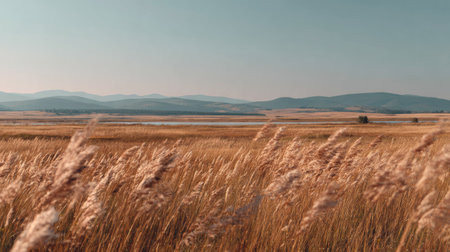 A serene golden field stretches toward the horizon, with gentle waves in the grass. Lush mountains rise in the distance under a clear blue sky, creating a peaceful scene.の素材