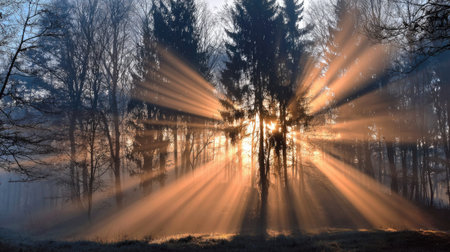 Experience the breathtaking beauty of morning sunlight streaming through tall trees in a misty forest, creating a serene and magical atmosphere in nature.の素材