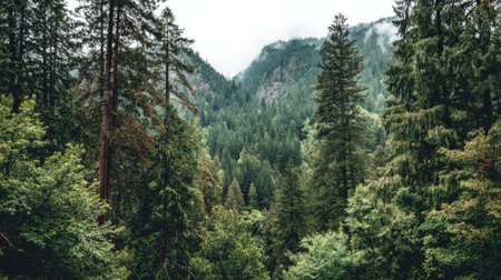 Discover a captivating forest landscape featuring towering trees and majestic mountains, enveloped in mist under a cloudy sky, showcasing serene natural beauty.の素材