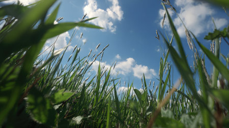A low-angle view of lush green grass reaching towards a bright blue sky dotted with fluffy white clouds, capturing a serene and peaceful moment in nature.の素材