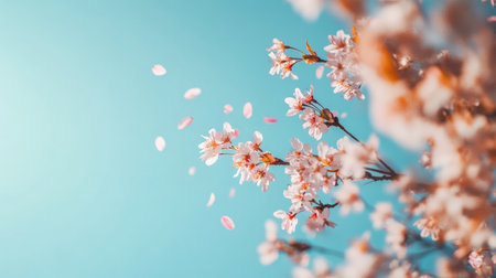 This captivating image showcases cherry blossom branches with delicate pink petals gracefully falling against a clear blue sky, embodying the essence of spring.の素材