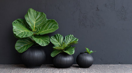 Stylish black pots feature lush green plants, creating a modern aesthetic against a dark wall. This arrangement enhances home interiors with elegance and tranquility.の素材