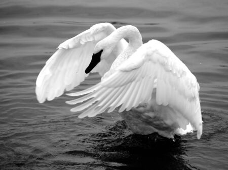 Trumpeter Swanの写真素材