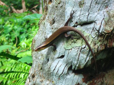 Lizardの写真素材