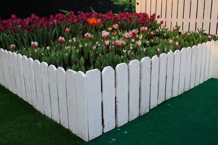 tulipsの写真素材