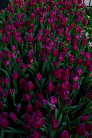 purple tulipsの写真素材