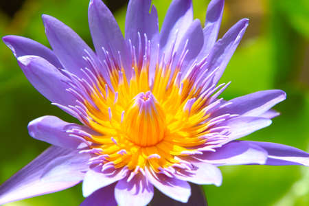 purple lotusの写真素材