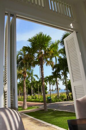 palm treeの写真素材