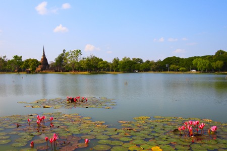 pond full of water liliesの写真素材