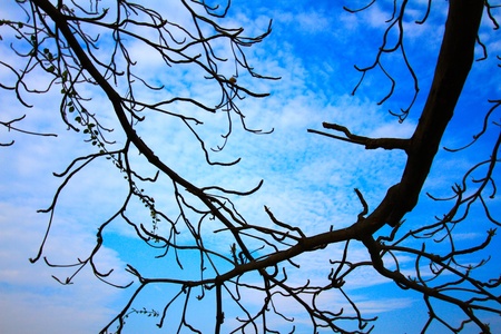 branchの写真素材
