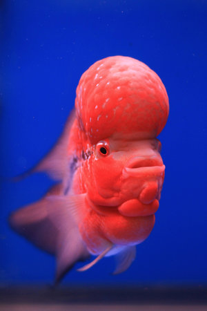 fish on blueの写真素材