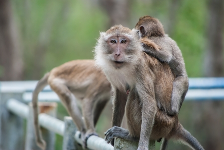 lovely baby monkey in mangrove forest at Thailand