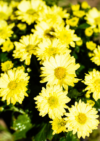 Yellow flowers on sunshine day for wonderful dayの写真素材